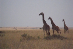 DSCF0412