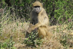DSCF2533