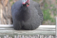 DSCF2713