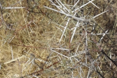 DSCF2843