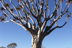 DSCF3664